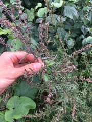 Artemisia vulgaris
