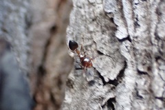 Crematogaster pinicola
