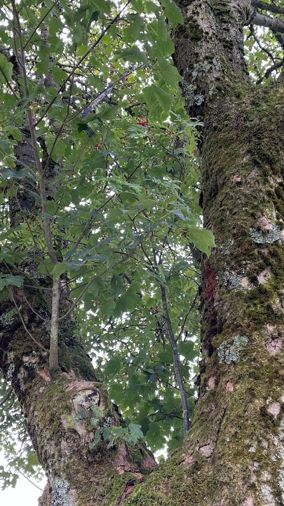 European Mountain Ash From Harz Landkreis Goslar Clausthal   Large 