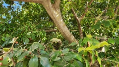 Chamaeleo chamaeleon