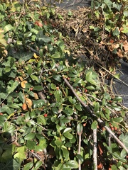 Cotoneaster dammeri
