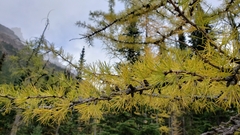 Larix lyallii