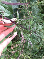Artemisia vulgaris