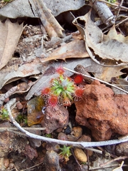 Drosera hyperostigma