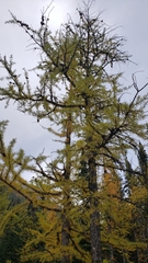 Larix lyallii