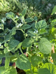 Solanum sarrachoides