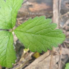 Potentilla indica