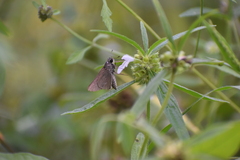 Borbo cinnara