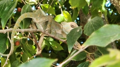 Chamaeleo chamaeleon