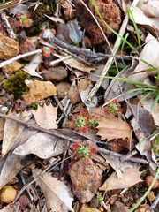 Drosera hyperostigma