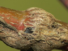 Neolasioptera cornicola