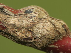 Neolasioptera cornicola