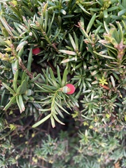Taxus