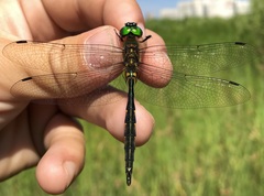 Somatochlora flavomaculata