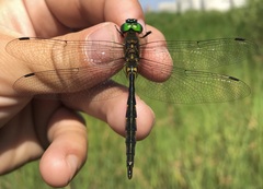 Somatochlora flavomaculata