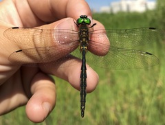 Somatochlora flavomaculata