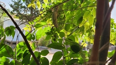 Chamaeleo chamaeleon