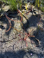 Drosera binata