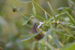 Borbo cinnara