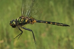 Somatochlora flavomaculata