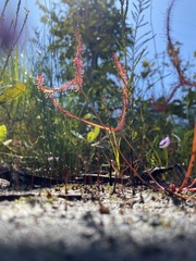 Drosera binata