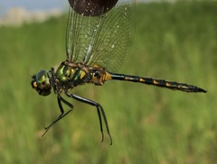 Somatochlora flavomaculata