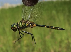 Somatochlora flavomaculata