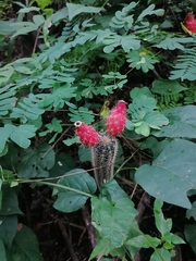 Acanthocereus oaxacensis