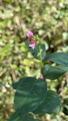 Symphoricarpos