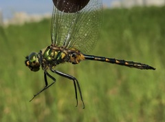 Somatochlora flavomaculata