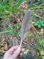 Tetrao urogallus