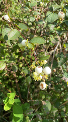 Symphoricarpos albus