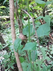 Asclepiadoideae