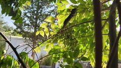 Chamaeleo chamaeleon