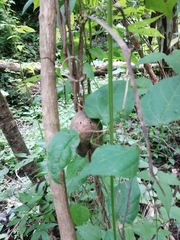 Asclepiadoideae