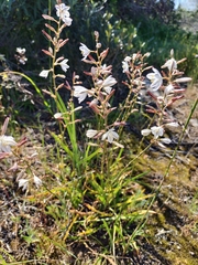 Chlorophytum graminifolium