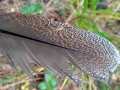 Tetrao urogallus