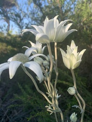 Actinotus helianthi
