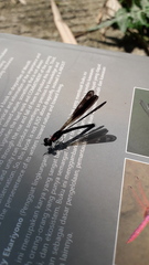 Heliocypha fenestrata