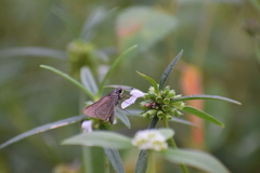Borbo cinnara