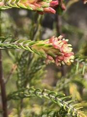 Passerina falcifolia