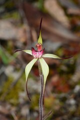 Caladenia fulva