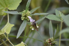 Borbo cinnara