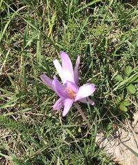 Colchicum autumnale