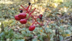 Actaea erythrocarpa
