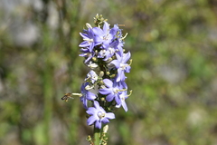 Campanula pyramidalis