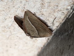 Compsoptera opacaria