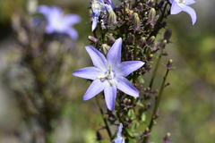 Campanula pyramidalis