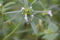 Borbo cinnara