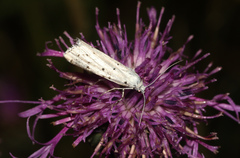 Myelois circumvoluta